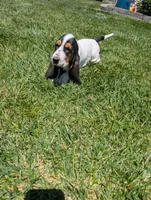 Female 1 , a female Basset Hound for sale in Jerome, ID – 2 of 7