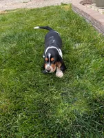 Male 2 , a male Basset Hound for sale in Jerome, ID – 1 of 8