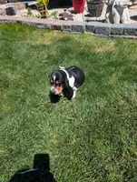 Male 2 , a male Basset Hound for sale in Jerome, ID – 6 of 7