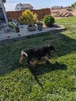 Pbf1 , a female Bloodhound for sale in Jerome, ID – 9 of 10