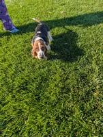 Male 1, a male Basset Hound for sale in Jerome, ID – 6 of 8