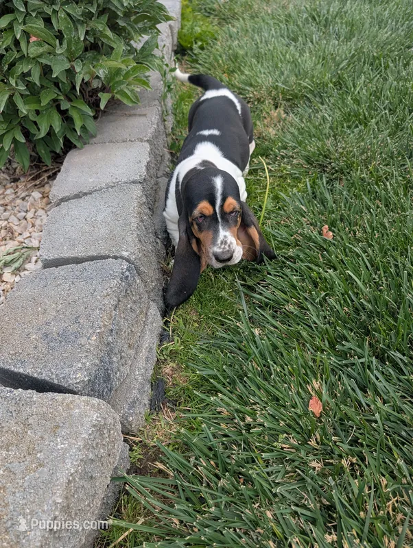 Female 2 – Basset Hound puppy for sale in Jerome, ID