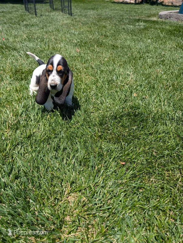 Female 1  – Basset Hound puppy for sale in Jerome, ID