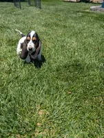 Female 1 , a female Basset Hound for sale in Jerome, ID – 1 of 7