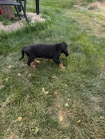 Pbf1, a female Bloodhound for sale in Jerome, ID – 3 of 4