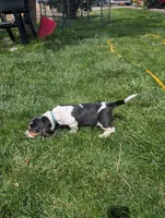 Female 2, a female Basset Hound for sale in Jerome, ID – 6 of 8