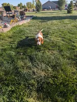 Female 3 , a female Basset Hound for sale in Jerome, ID – Photo 8 of 8