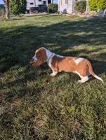 Female 3 , a female Basset Hound for sale in Jerome, ID – Photo 3 of 8