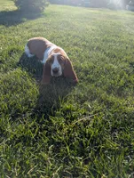 Female 3 , a female Basset Hound for sale in Jerome, ID – Photo 5 of 8