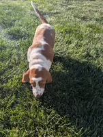 Female 3 , a female Basset Hound for sale in Jerome, ID – Photo 6 of 8