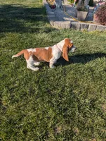 Female 3 , a female Basset Hound for sale in Jerome, ID – Photo 2 of 8