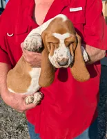 Female 3 , a female Basset Hound for sale in Jerome, ID – Photo 1 of 8
