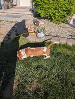 Female 3 , a female Basset Hound for sale in Jerome, ID – Photo 7 of 8