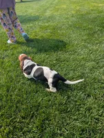 Male 4, a male Basset Hound for sale in Jerome, ID – 7 of 10