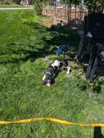 Female 2, a female Basset Hound for sale in Jerome, ID – 3 of 10