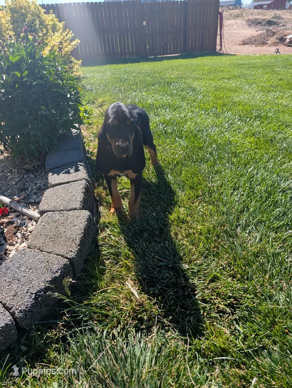 Pbf1  – Bloodhound puppy for sale in Jerome, ID