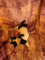 Male 1, a male Basset Hound for sale in Jerome, ID – 4 of 4
