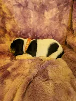 Male 1, a male Basset Hound for sale in Jerome, ID – 2 of 4