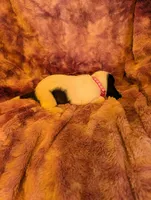 Female 1 , a female Basset Hound for sale in Jerome, ID – 3 of 4