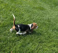 Male 3, a male Basset Hound for sale in Jerome, ID – 2 of 9