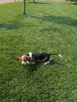 Male 3, a male Basset Hound for sale in Jerome, ID – 5 of 9