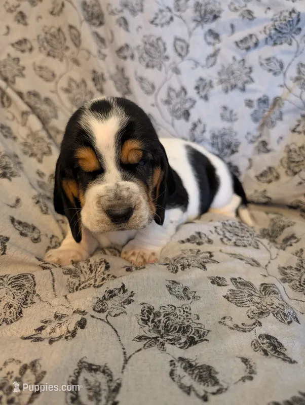 Male 1 – Basset Hound puppy for sale in Jerome, ID