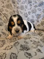 Male 1, a male Basset Hound for sale in Jerome, ID – 1 of 4