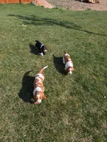 Female 3 , a female Basset Hound for sale in Jerome, ID – Photo 7 of 8