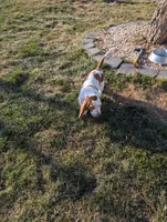 Female 1 , a female Basset Hound for sale in Jerome, ID – Photo 3 of 6