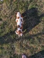 Female 1 , a female Basset Hound for sale in Jerome, ID – Photo 6 of 6