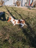 Female 1 , a female Basset Hound for sale in Jerome, ID – Photo 4 of 6