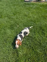 Male 4, a male Basset Hound for sale in Jerome, ID – 3 of 10