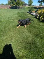 Pbf1 , a female Bloodhound for sale in Jerome, ID – 3 of 10