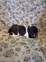 Female 2, a female Basset Hound for sale in Jerome, ID – 3 of 4