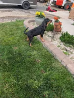 Pbf1 , a female Bloodhound for sale in Jerome, ID – 2 of 10