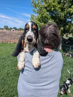 Male 7, a male Basset Hound for sale in Jerome, ID – 1 of 10