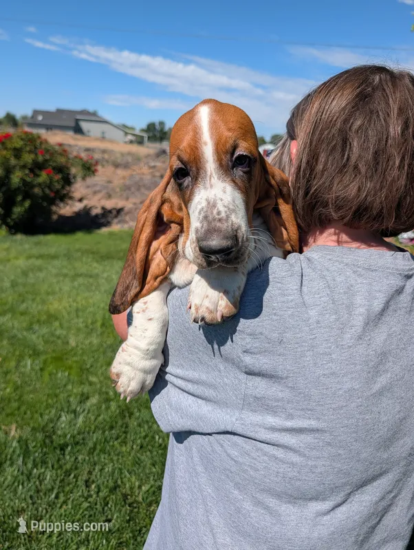 Male 1  – Basset Hound puppy for sale in Jerome, ID