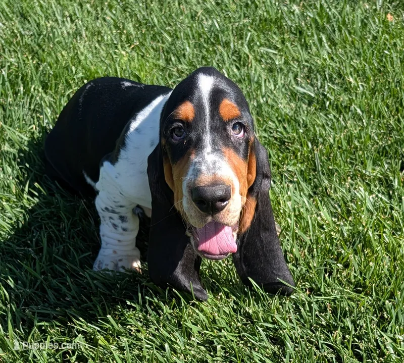 Buster  – Basset Hound puppy for sale in Jerome, ID