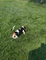 Male 2 , a male Basset Hound for sale in Jerome, ID – 3 of 9