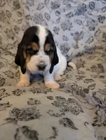 Female 1 , a female Basset Hound for sale in Jerome, ID – 1 of 4