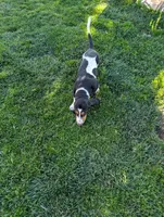Female 2, a female Basset Hound for sale in Jerome, ID – 4 of 10