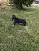 Pbf1, a female Bloodhound for sale in Jerome, ID – 2 of 4