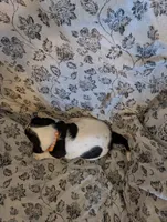 Male 1, a male Basset Hound for sale in Jerome, ID – 4 of 4