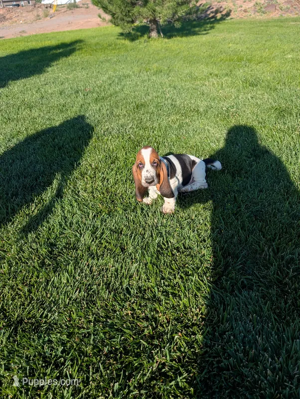 Male 4 – Basset Hound puppy for sale in Jerome, ID