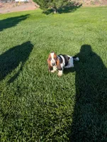 Male 4, a male Basset Hound for sale in Jerome, ID – 1 of 6