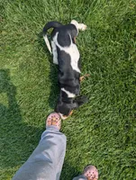 Female 2 , a female Basset Hound for sale in Jerome, ID – 4 of 10