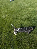Female 2, a female Basset Hound for sale in Jerome, ID – 3 of 5