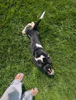 Male 6, a male Basset Hound for sale in Jerome, ID – 7 of 9