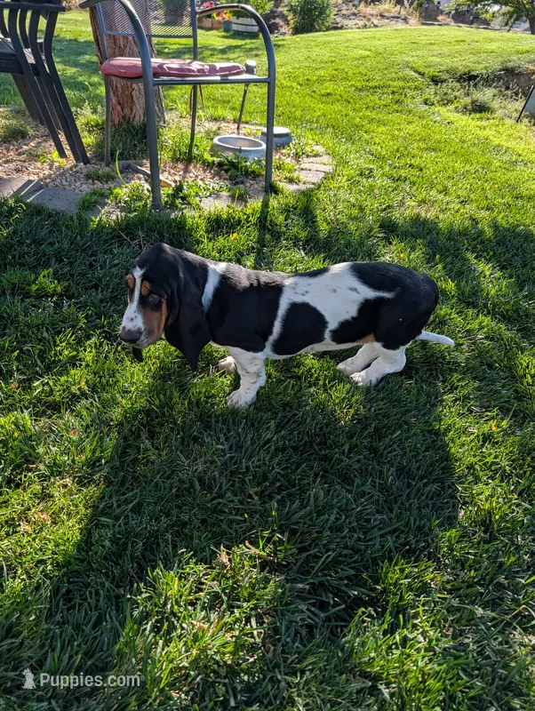 Female 2 – Basset Hound puppy for sale in Jerome, ID