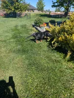 Pbf1 , a female Bloodhound for sale in Jerome, ID – 2 of 10